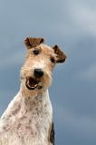 FOX TERRIER 645